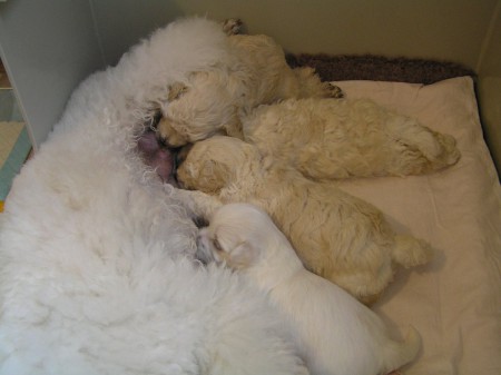 Dorly štěňátka B 25. den